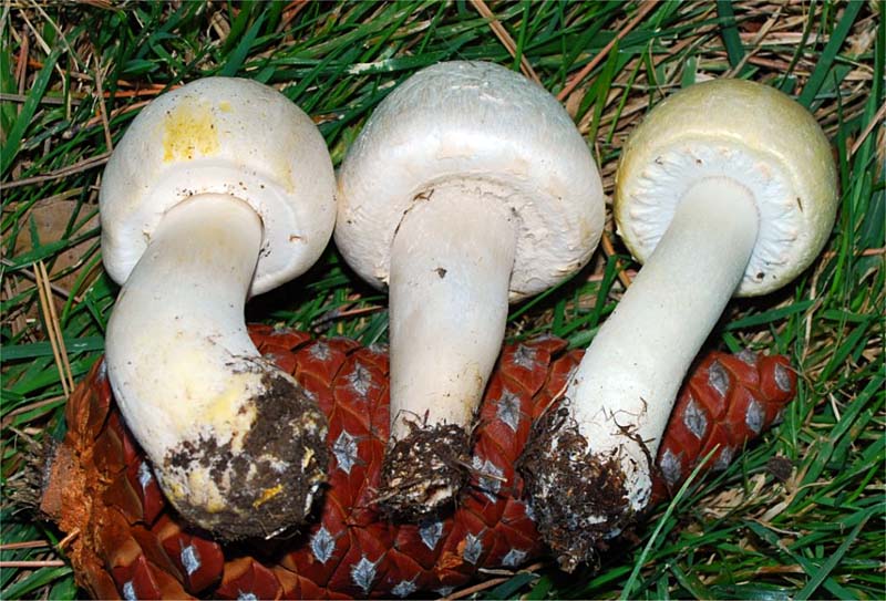 غاریقون ، field mushroom ، pink bottom